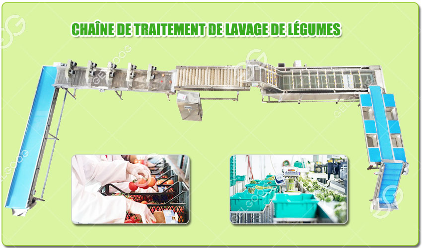 Ligne de Production de Légumes à Feuilles