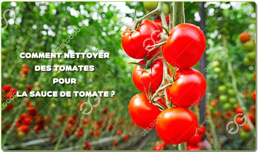 Quel Équipement Est Utilisé Pour Le Nettoyage Des Tomates Pour La Sauce De Tomate ?