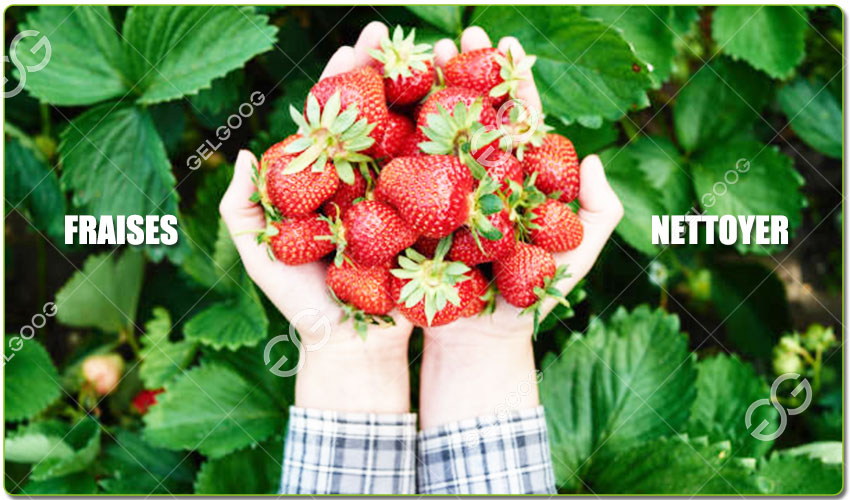 Comment Nettoyer Les Fraises Correctement Et Naturellement