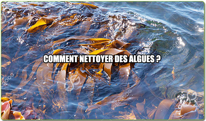 Traitement Des Algues