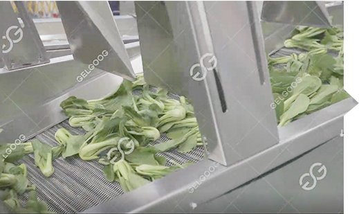 vegetable drying machine
