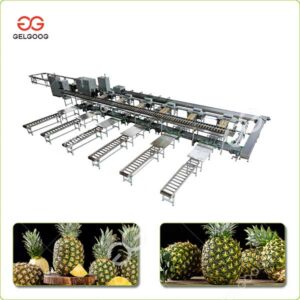 ligne de production de lavage, de tri et d'emballage d'ananas